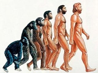 L’evolució 