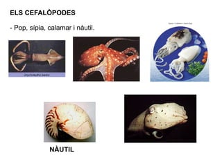 ELS CEFALÒPODES - Pop, sípia, calamar i nàutil. NÀUTIL 