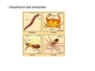 - Classificació dels artròpodes: 