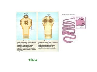 TÈNIA 