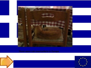 There were cats everywhere in Europe
 