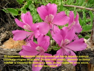 El fenómeno del desierto florido provoca un fuerte impacto sobre el sistema ecológico de la zona.   Durante   este evento, aumenta en forma notable la cantidad de insectos y aves, de los cuales en años secos, se ven muy pocos .   