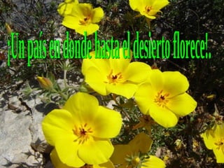 ¡Un país en donde hasta el desierto florece!. 