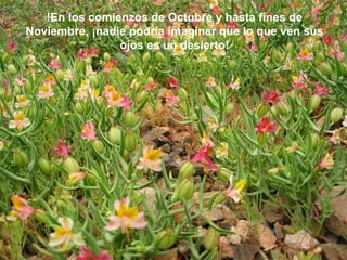 !En los comienzos de Octubre y hasta fines de Noviembre, ¡nadie podría imaginar que lo que ven sus ojos es un desierto! 