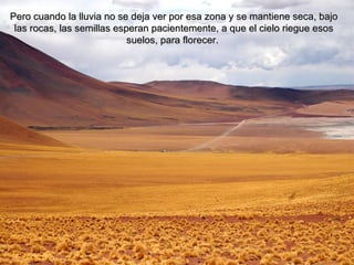 Pero cuando la lluvia no se deja ver por esa zona y se mantiene seca, bajo las rocas, las semillas esperan pacientemente, a que el cielo riegue esos suelos, para florecer.  