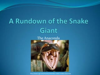 The Anaconda




http://www.ugo.com/movies/cinematic-snakes-snakes-anaconda
 