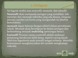 • Sel fagosit terdiri atas neutrofil, monosit, dan esinofil.
• Neutrofil akan memasuki jaringan yang terinfeksi, lalu
  menelan dan merusak mikroba yang ada disana. (migrasi
  menuju sumber zat kimia yang mengundah ini disebut
  kemotaksis).
• monosit dapat bekerja dengan efektif dalam pertahanan
  tubuh. Monosit akan bermigrasi ke dalam jaringan dan
  berkembang menjadi makrofag (pemangsa besar).
• Eosinofil Peranan utama eosinofil adalah melawan
  penyerang berukuran lebih besar, seperti cacing darah.
  Aktivitas fagositosis pada esinofil sangat terbatas. Memiliki
  kemampuan menghancurkan diri setelah menghadapi
  mikroba
 