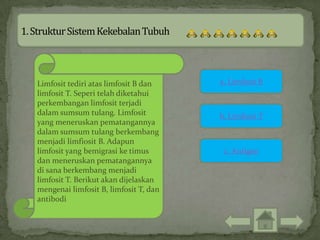 Limfosit tediri atas limfosit B dan    a. Limfosit B
limfosit T. Seperi telah diketahui
perkembangan limfosit terjadi
dalam sumsum tulang. Limfosit          b. Limfosit T
yang meneruskan pematangannya
dalam sumsum tulang berkembang
menjadi limfiosit B. Adapun
limfosit yang bemigrasi ke timus        c. Antigen
dan meneruskan pematangannya
di sana berkembang menjadi
limfosit T. Berikut akan dijelaskan
mengenai limfosit B, limfosit T, dan
antibodi
 