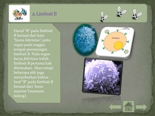 Huruf “B” pada limfosit
B berasal dari kata
“bursa fabrisius”, yaitu
organ pada unggas
tempat pematangan
limfosit B. Pada organ
bursa fabrisius inilah
limfosit B pertama kali
ditemukan. Akan tetapi
beberapa ahli juga
menyebutkan bahwa
hruf “B” pada limfosit B
berasal dari ‘bone
marrow”(sumsum
tulang).
 