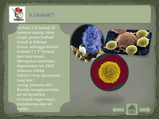 limfosit T di bentuk di
sumsum tulang. Akan
tetapi, proses limfosit
terjadi di kelenjar
timius, sehingga disebut
limfosit T (“T” berasal
dari kata timus).
Merupakan kekebalan
diperantarai sel. Aktif
melawan infeksi
bakteri, virus, dan parasit
yang lain (
cacing, protozoa dll ).
Bersifat menghancurkan
sel-sel terinfeksi
termasuk organ-organ
transplantasi dan sel
kanker
 