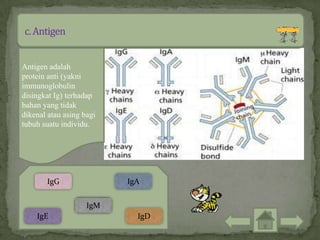 Antigen adalah
protein anti (yakni
immunoglobulin
disingkat Ig) terhadap
bahan yang tidak
dikenal atau asing bagi
tubuh suatu individu.




       IgG                IgA


                    IgM
    IgE                     IgD
 