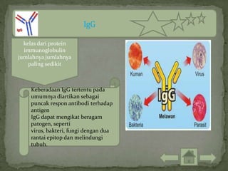 kelas dari protein
  immunoglobulin
jumlahnya jumlahnya
    paling sedikit



    Keberadaan IgG tertentu pada
    umumnya diartikan sebagai
    puncak respon antibodi terhadap
    antigen
    IgG dapat mengikat beragam
    patogen, seperti
    virus, bakteri, fungi dengan dua
    rantai epitop dan melindungi
    tubuh.
 