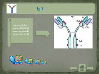 IgD



immunoglobulin
yang ditemukan
 menempel pada
membrane sel B.
 