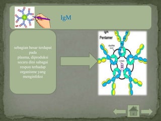 IgM



sebagian besar terdapat
         pada
  plasma, diproduksi
  secara dini sabagai
   respon terhadap
   organisme yang
     menginfeksi
 