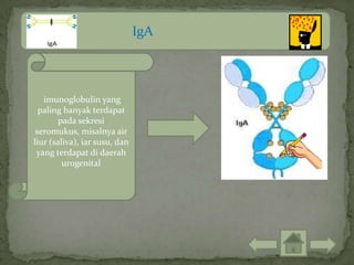 IgA



   imunoglobulin yang
  paling banyak terdapat
        pada sekresi
 seromukus, misalnya air
liur (saliva), iar susu, dan
 yang terdapat di daerah
         urogenital
 