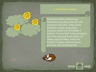 b. Kekebalan seluler


Kekebalan seluler disebut juga
kekebalan yang diperantai sel (cell-
mediated immunity). Pada sistem
kekebalan seluler yang paling
berperan adalah sel-sel limfosit T.
limfosit T secara aktif melawan bakteri
dan virus yang sudah ada dalam sel
tubuh yang terinfeksi. Selain itu
limfosit T nanpu melawan jamur,
protozoa, dan cacimg parasit.
 