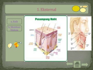 a. Kulit

b. Membran
   Mukosa
 
