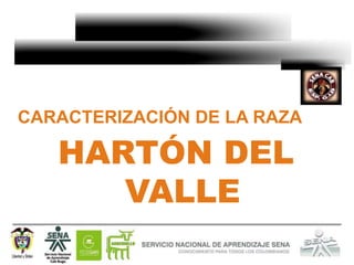 CARACTERIZACIÓN DE LA RAZA

   HARTÓN DEL
      VALLE
 