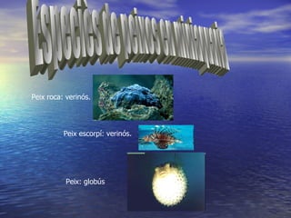 Peix roca: verinós.




          Peix escorpí: verinós.




           Peix: globús
 