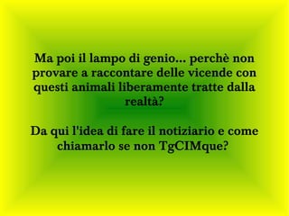 Ma poi il lampo di genio... perchè non
provare a raccontare delle vicende con
questi animali liberamente tratte dalla
                 realtà?

Da qui l'idea di fare il notiziario e come
    chiamarlo se non TgCIMque?
 
