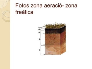 Fotos zona aeració- zona
freàtica
 