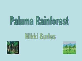 Paluma Rainforest Nikki Surles 