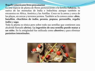 Regaliz americano brus precatorius
Es una especie de planta de flores perteneciente a la familia Fabácea. Es
nativa de las montañas de India e Indochina aunque también se
encuentra en Africa, América y las Antillas. Crece en la arena y cerca de
las playas, en cercas y terrenos yermos. También se lo conoce como: abro,
batallón, chochitos de indio, peonía, popusa, personilla, regaliz
indio y saga.
Toda la planta es tóxica pero sobre todo sus semillas que contienen una
alcaloide llamado abrina. La ingestión de una semilla puede matar a
un niño. En la antigüedad fue utilizada como abortivo y para eliminar
parásitos intestinales.
 