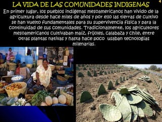EN LA COMUNIDAD DECIDEN SUS ASUNTOS Y RIGEN SU VIDA
                               COTIDIANA
   Las comunidades indígenas ...