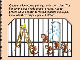 Quan un mico pujava per agafar-los, els científics
llançaven aigua freda sobre la resta. Aquest
procés es va repetir totes les vegades que algun
mico intentava pujar a per els plàtans.
 