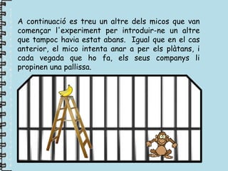 A continuació es treu un altre dels micos que van
començar l'experiment per introduir-ne un altre
que tampoc havia estat abans. Igual que en el cas
anterior, el mico intenta anar a per els plàtans, i
cada vegada que ho fa, els seus companys li
propinen una pallissa.
 