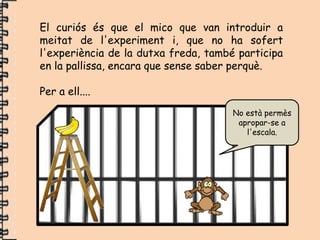 El curiós és que el mico que van introduir a
meitat de l'experiment i, que no ha sofert
l'experiència de la dutxa freda, també participa
en la pallissa, encara que sense saber perquè.

Per a ell....
                                      No està permès
                                       apropar-se a
                                         l'escala.
 