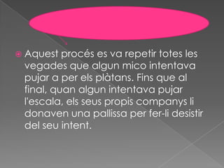  Aquest  procés es va repetir totes les
 vegades que algun mico intentava
 pujar a per els plàtans. Fins que al
 final, quan algun intentava pujar
 l'escala, els seus propis companys li
 donaven una pallissa per fer-li desistir
 del seu intent.
 