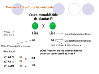 Problema 1: La Cruza Monohíbrida
Característica fenotípica
Aa Aa Característica fenotípica
50% ó 1/2 para A 50% ó ½ para a 50% ó 1/2 para A 50% ó ½ para a
Resultado:
(1) AA ¼
(2) Aa ¼
(1) aa1/4
= 3/4
1/4=
¿Qué fracción de los descendientes
deberían tener semillas lisas?
 