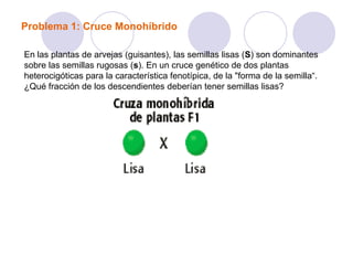 Problema 1: Cruce Monohíbrido
En las plantas de arvejas (guisantes), las semillas lisas (S) son dominantes
sobre las semillas rugosas (s). En un cruce genético de dos plantas
heterocigóticas para la característica fenotípica, de la "forma de la semilla“.
¿Qué fracción de los descendientes deberían tener semillas lisas?
 
