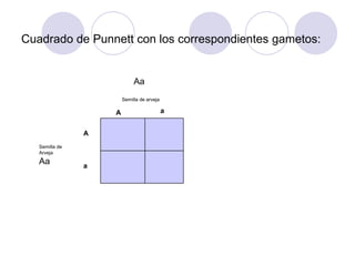 Cuadrado de Punnett con los correspondientes gametos:
Semilla de arveja
Semilla de
Arveja
A a
A
a
Aa
Aa
 