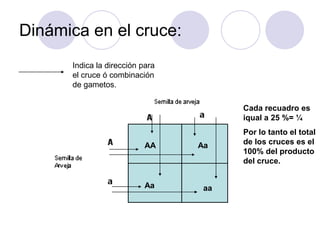 Dinámica en el cruce:
AA Aa
Aa aa
Indica la dirección para
el cruce ó combinación
de gametos.
Cada recuadro es
iqual a 25 %= ¼
Por lo tanto el total
de los cruces es el
100% del producto
del cruce.
 