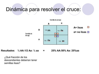 Dinámica para resolver el cruce:
¼ AA:1/2 Aa: ¼ aa 25% AA:50% Aa: 25%aaResultados: =
¿Qué fracción de los
descendientes deberían tener
semillas lisas?
A= lisas
a= no lisas
 