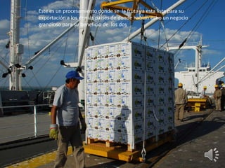 Este es un procesamiento donde se la fruta ya esta lista para su
exportación a los demás países de donde habían echo un negocio
grandioso para su beneficio de los dos
 