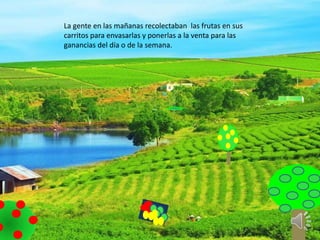 La gente en las mañanas recolectaban las frutas en sus
carritos para envasarlas y ponerlas a la venta para las
ganancias del día o de la semana.
 