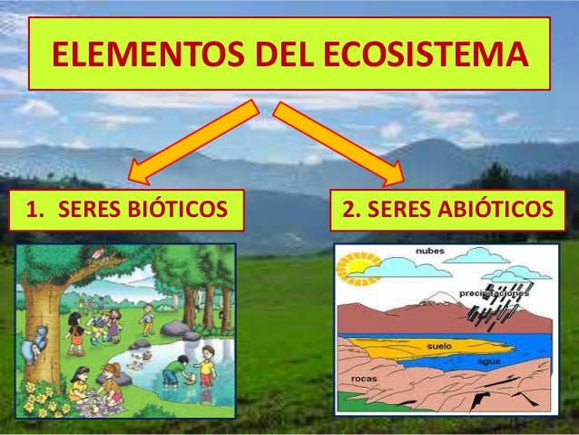 El ecosistema explicado para niños.