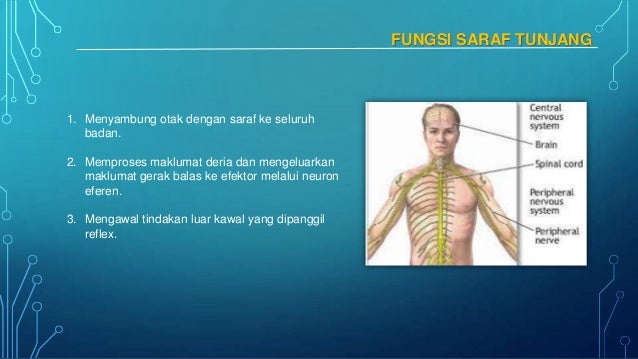 Sistem Saraf Dan Deria