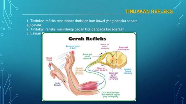Sistem Saraf Dan Deria