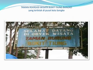 TAMAN REKREASI WISATA BUKIT TIUNG BANGKO
yang terletak di pusat kota bangko

 