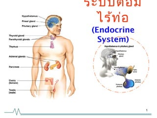 ระบบต่อ ม
ไร้ท ่อ
(Endocrine
System)

1

 