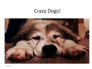 Crazy Dogs!

3/9/2014

 