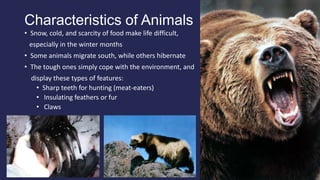Characteristics of Animals
• Snow, cold, and scarcity of food make life difficult,
especially in the winter months
• Some animals migrate south, while others hibernate
• The tough ones simply cope with the environment, and
display these types of features:
• Sharp teeth for hunting (meat-eaters)
• Insulating feathers or fur
• Claws
 