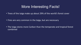 50 Facts About Taiga Biomes: Largest Biome In The World 