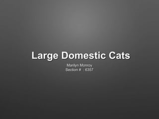 Large Domestic Cats
Marilyn Monroy
Section # : 6357
 