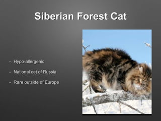 Siberian Forest Cat
• Hypo-allergenic
• National cat of Russia
• Rare outside of Europe
 