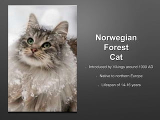Norwegian
Forest
Cat
Introduced by Vikings around 1000 AD
Native to northern Europe
Lifespan of 14-16 years
 